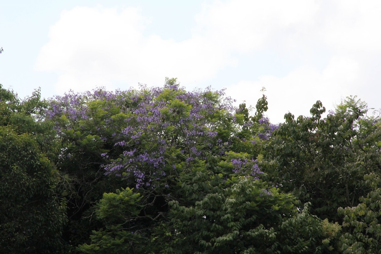 Auckland020