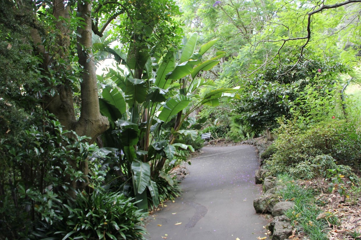 Auckland021