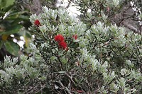 Auckland023