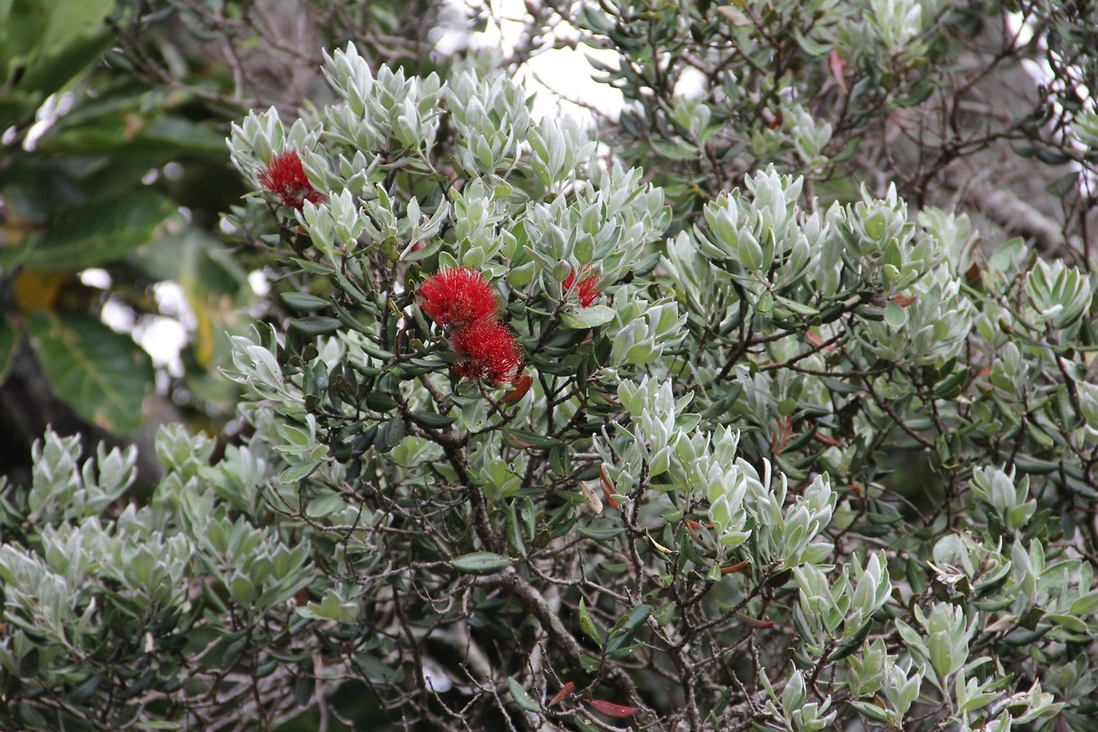 Auckland023