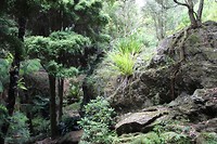 Auckland028