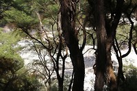 wairakei029