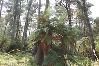 wairakei031