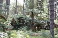 wairakei032