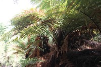wairakei033