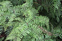 wairakei035