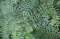 wairakei036