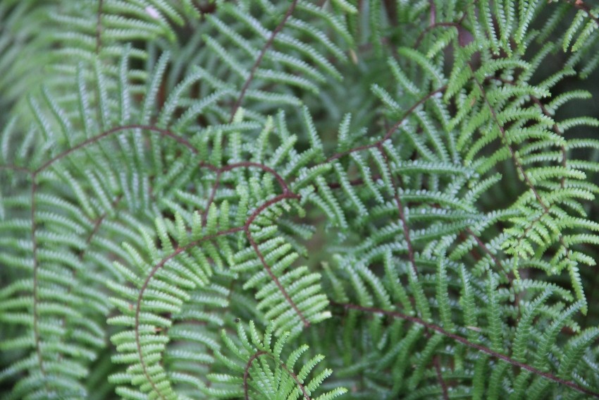 wairakei036