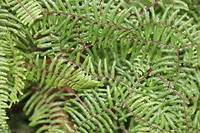 wairakei037