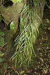 Hukafalls018