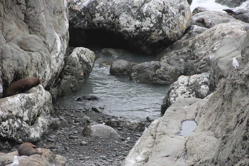 Zeeleeuw kaik010