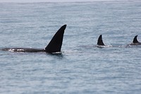 kaikwhalew007