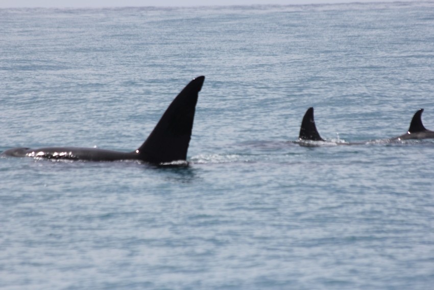 kaikwhalew007