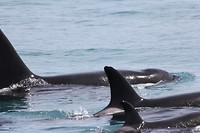 kaikwhalew014