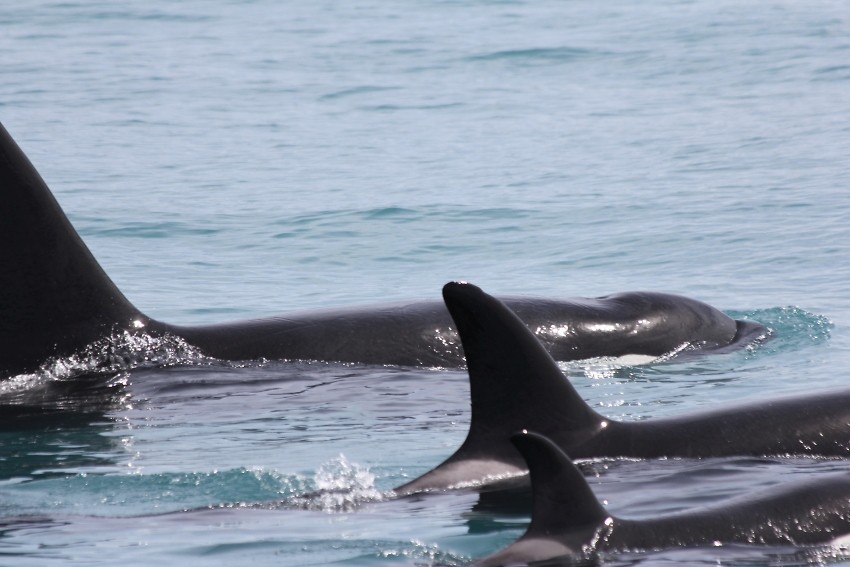 kaikwhalew014