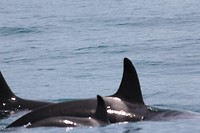 kaikwhalew018