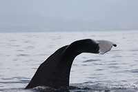 kaikwhalew047
