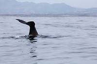 kaikwhalew102