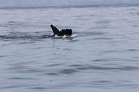 kaikwhalew110