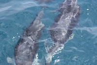 kaikwhalew123