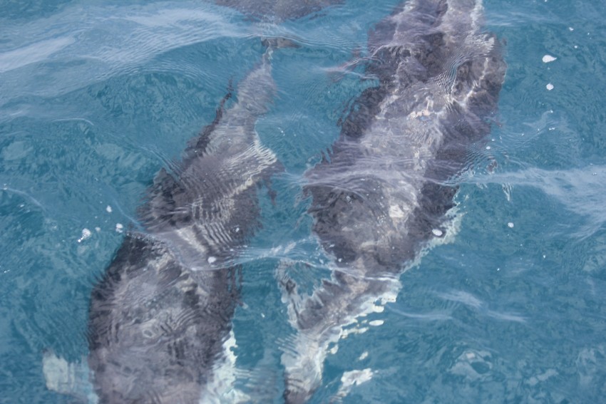 kaikwhalew123