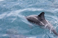 kaikwhalew131