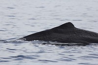 kaikwhalew039