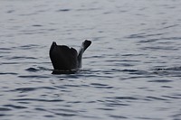 kaikwhalew059