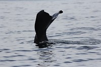 kaikwhalew054