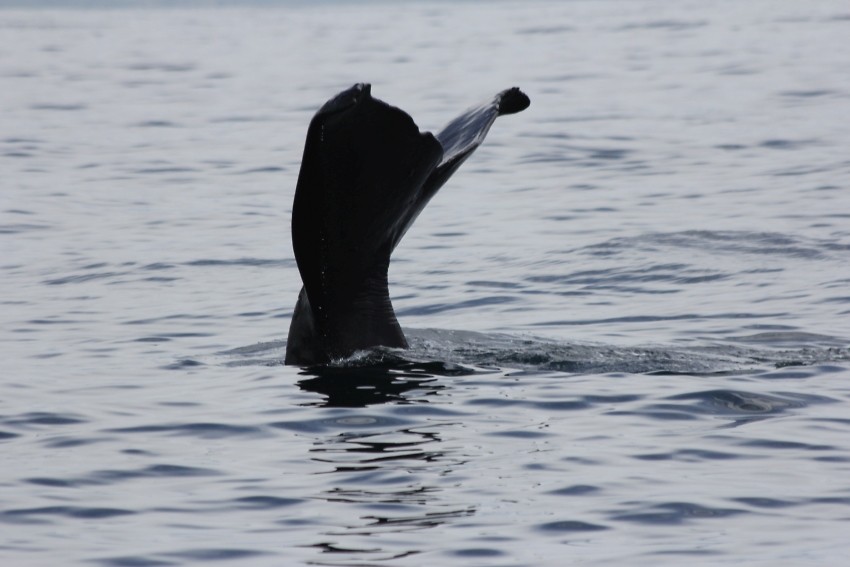 kaikwhalew054