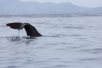 kaikwhalew098