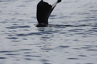kaikwhalew056