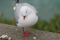 wildlifetour 042