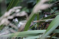 wildlifetour 093