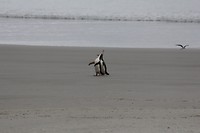 wildlifetour 100