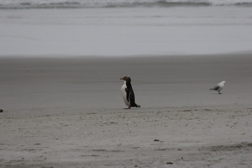 wildlifetour 120