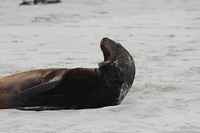 wildlifetour 130