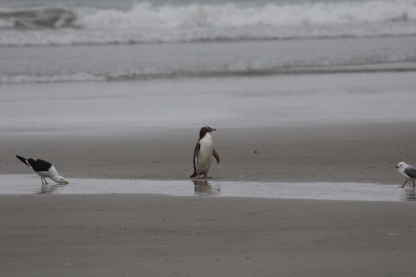 wildlifetour 132