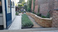 Border vol lavendel
