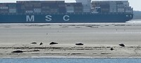 Zeehonden bij Rilland