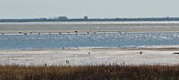 Zeehonden in de Westerschelde