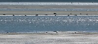 Zeehonden in de Westerschelde