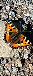 Die bleef effe stilzitten...