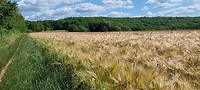 Gouden korenvelden....