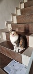 De poes...( of kat 🤭)