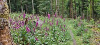 Blomme in het bos...