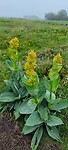 Gele blomme....