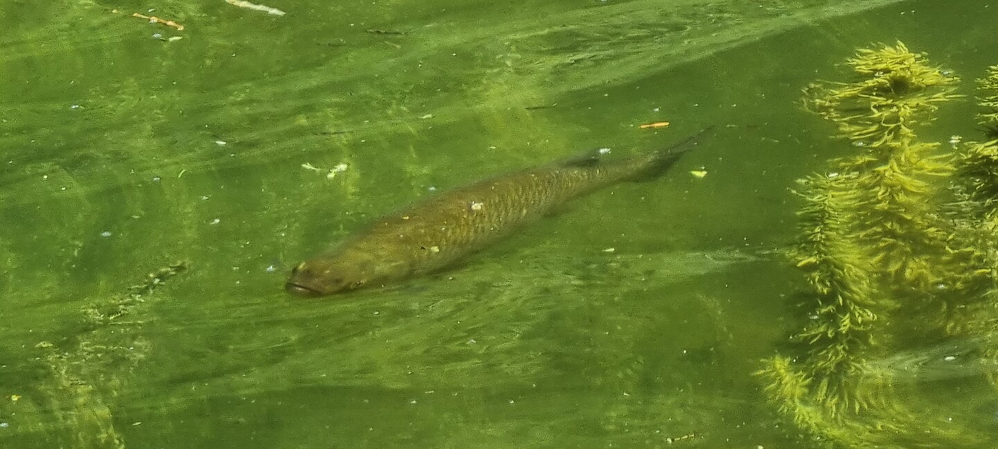 Slapende forel...