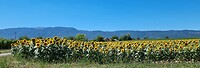 Zonne Blomme
