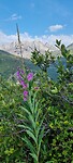 Alpen blomme...
